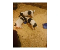 3 boy Jack Russell puppies - 5