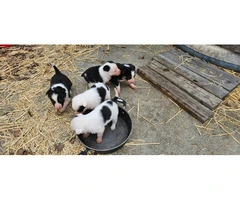 6 Border Collie puppies available