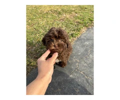Toy poodle puppies for sale - 2