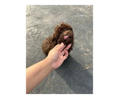 Toy poodle puppies for sale - 3