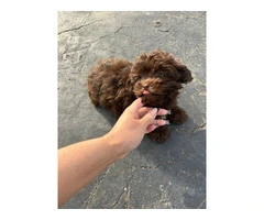 Toy poodle puppies for sale - 4