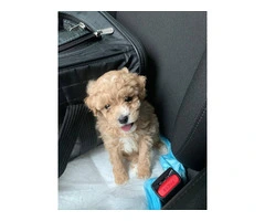 Toy poodle puppies for sale - 5