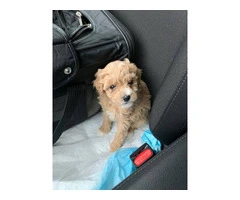 Toy poodle puppies for sale - 6