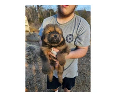 Tibetan Mastiff LGD puppies for sale - 1