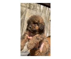 Tibetan Mastiff LGD puppies for sale - 2