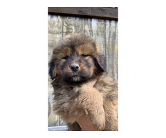 Tibetan Mastiff LGD puppies for sale - 3