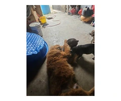 Tibetan Mastiff LGD puppies for sale - 4