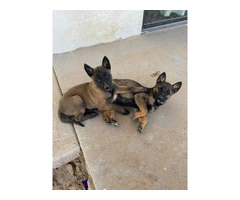 9 Belgian Malinois puppies for adoption - 3
