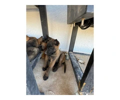 9 Belgian Malinois puppies for adoption - 6