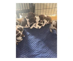 6 Male GSP puppies - 1