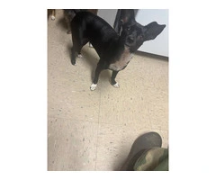 Sweet jack-chi baby needs a new home - 3