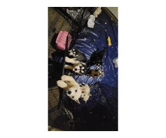 5  purebred Siberian husky puppies left - 4