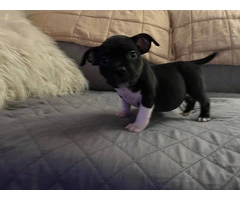 6 Micro American Bully puppies for sale