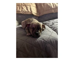 6 Micro American Bully puppies for sale - 2