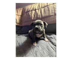 6 Micro American Bully puppies for sale - 5