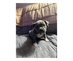 6 Micro American Bully puppies for sale - 6