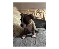 6 Micro American Bully puppies for sale - 7