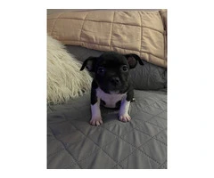 6 Micro American Bully puppies for sale - 8