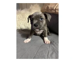 6 Micro American Bully puppies for sale - 11