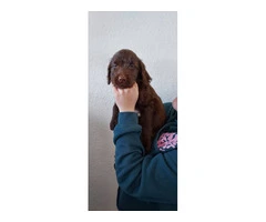 Chocolate Labradoodle puppies - 2