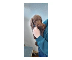 Chocolate Labradoodle puppies - 3