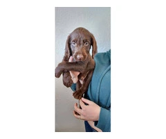 Chocolate Labradoodle puppies - 4