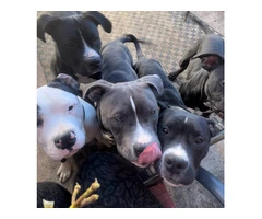 3 American Bully puppies for sale