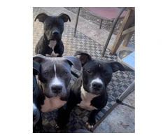 3 American Bully puppies for sale - 2