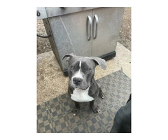 3 American Bully puppies for sale - 4