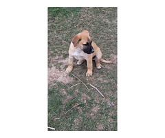 Male black mouth cur puppy with dog training and care supplies