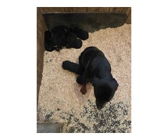 10 AKC German Rottweiler puppies for sale - 2