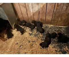 10 AKC German Rottweiler puppies for sale - 3