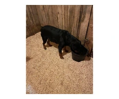 10 AKC German Rottweiler puppies for sale - 6
