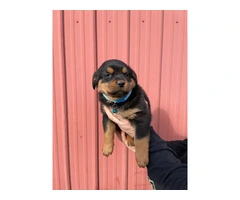 10 AKC German Rottweiler puppies for sale - 7