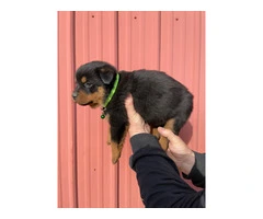 10 AKC German Rottweiler puppies for sale - 8