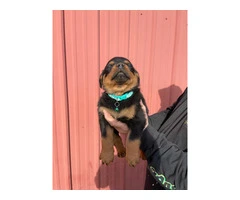 10 AKC German Rottweiler puppies for sale - 9