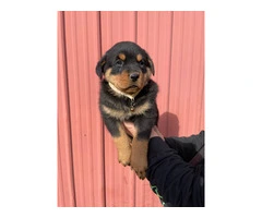 10 AKC German Rottweiler puppies for sale - 10