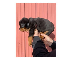 10 AKC German Rottweiler puppies for sale - 11