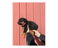 10 AKC German Rottweiler puppies for sale - 12