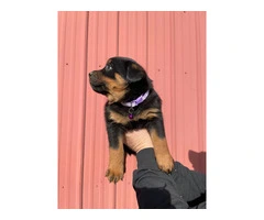 10 AKC German Rottweiler puppies for sale - 13