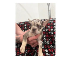 Cute French Bulldog puppies - 3