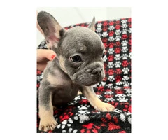 Cute French Bulldog puppies - 8