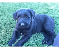 Beautiful Giant Schnauzer puppies for sale - 2