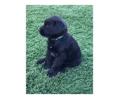 Beautiful Giant Schnauzer puppies for sale - 3