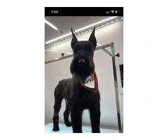 Beautiful Giant Schnauzer puppies for sale - 4