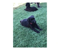 Beautiful Giant Schnauzer puppies for sale - 5