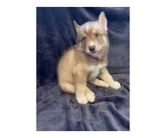 AKC Husky Siberian puppies for sale - 3