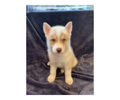 AKC Husky Siberian puppies for sale - 4