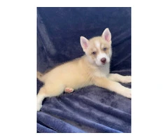 AKC Husky Siberian puppies for sale - 6