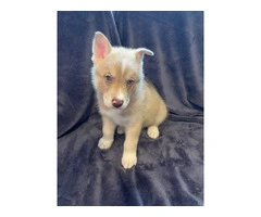 AKC Husky Siberian puppies for sale - 8